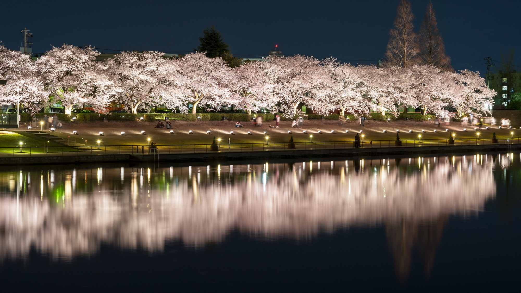 富岩運河環水公園と夜桜ライトアップ