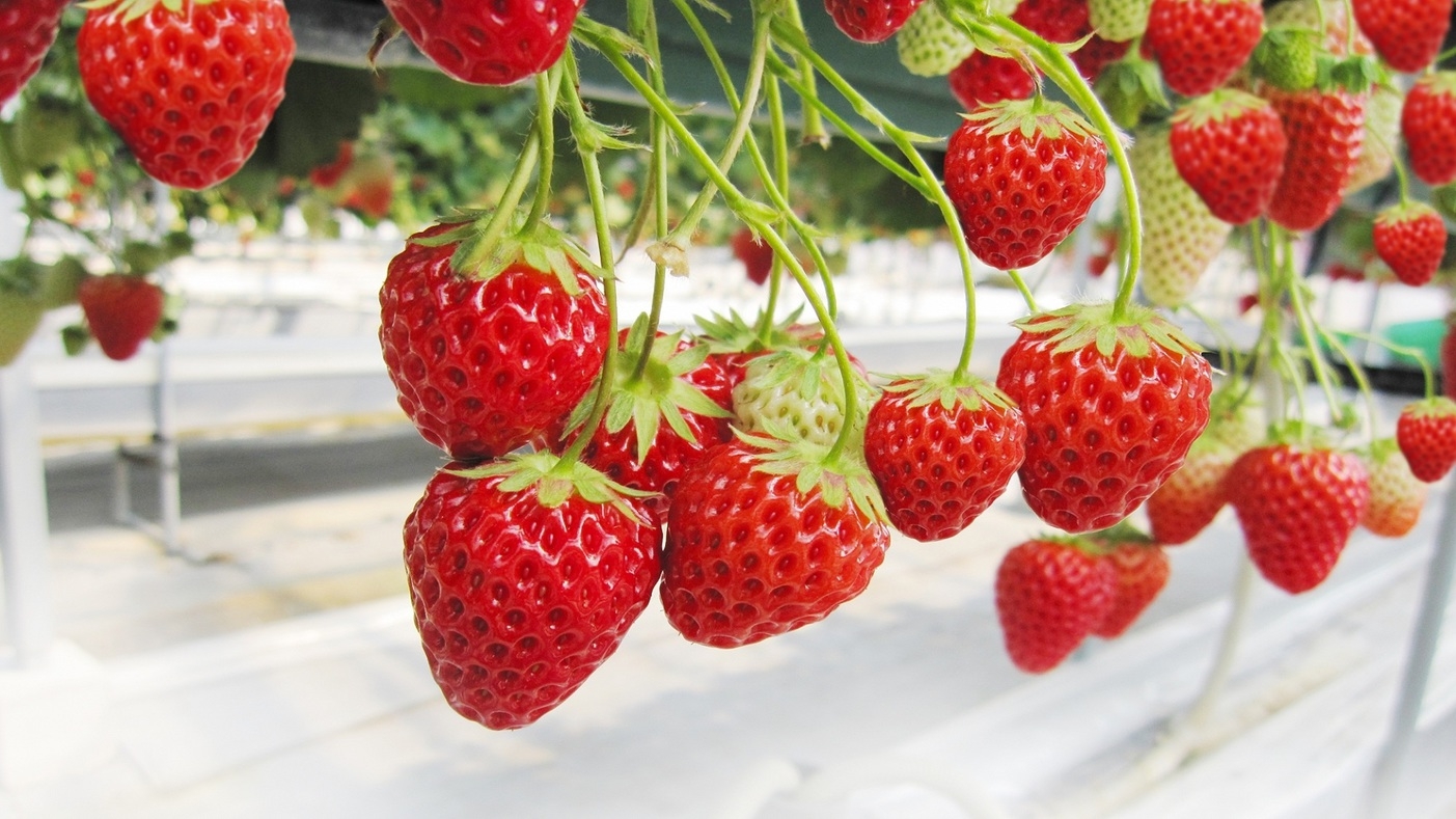【完熟いちご食べ放題】春の体験プラン！いちご狩り入園券付♪夕食は当館自慢のブッフェ／19:45入店