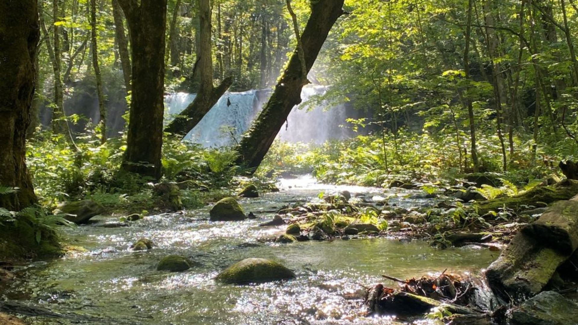 【奥入瀬渓流】ミシュラン・グリーンガイドで二つ星に選ばれた観光名所です。