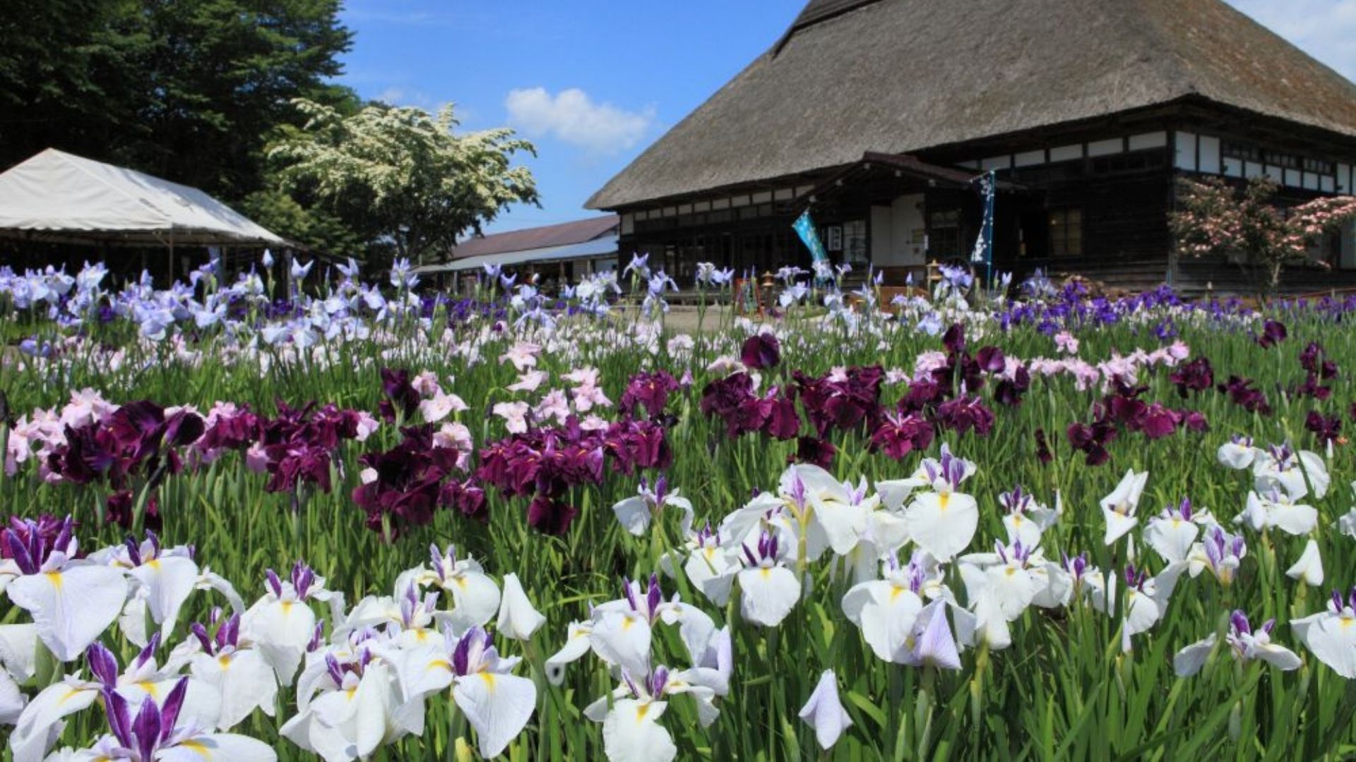 【手づくり村　鯉艸郷】花菖蒲園を中心に四季の花々が楽しめる施設です。※冬季休業