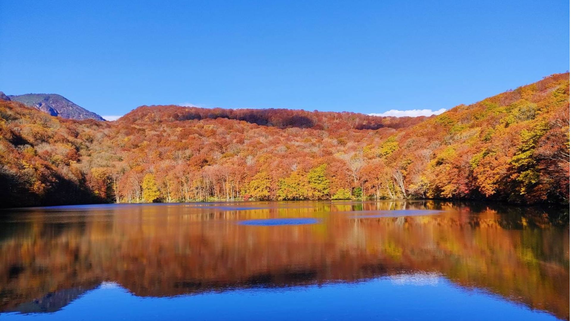 【蔦沼】一生に一度は訪れたい紅葉の絶景スポットです。