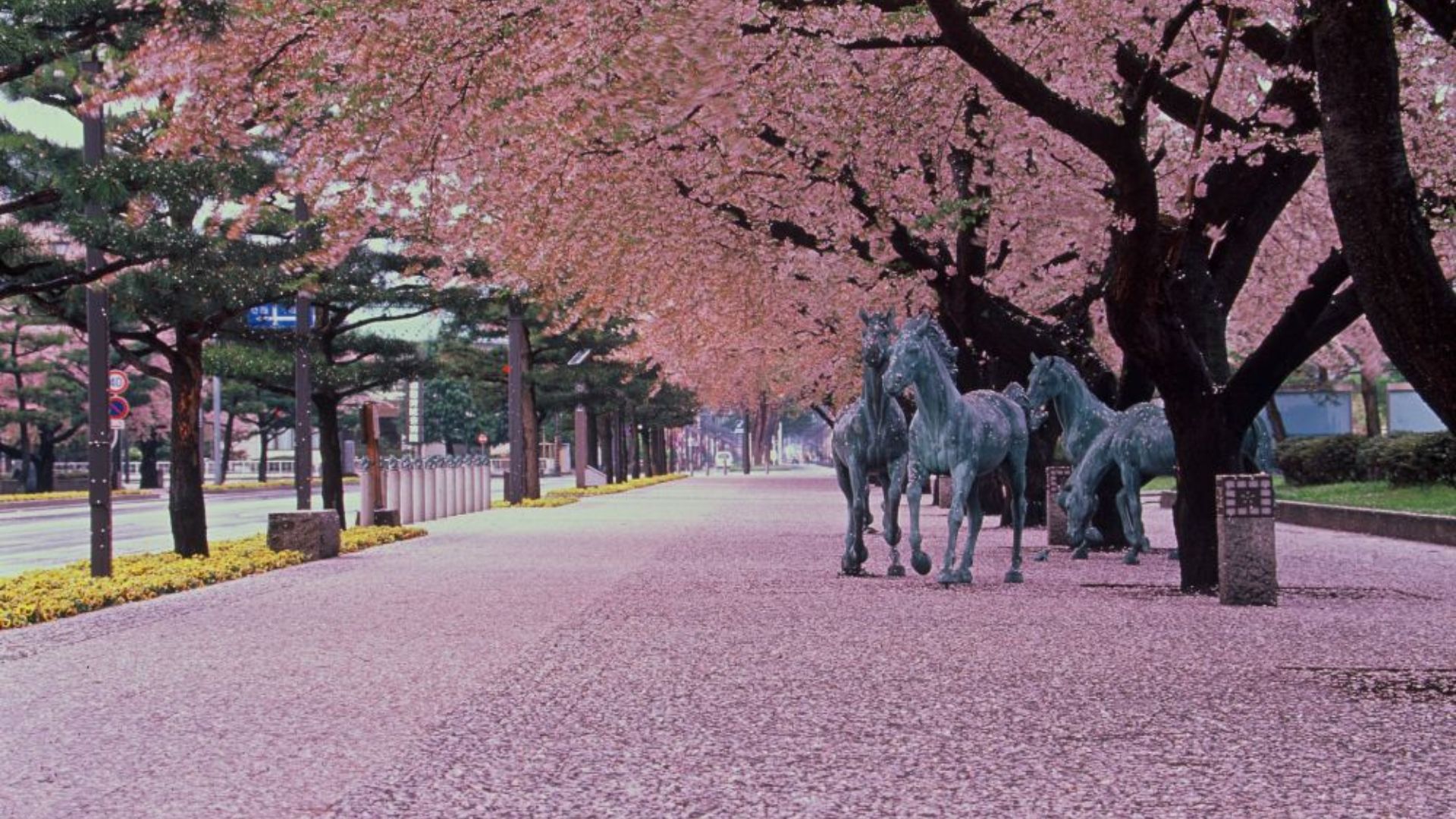 【官庁街通り駒街道】「日本の道100選」にも選ばれており、大変人気のスポットです！