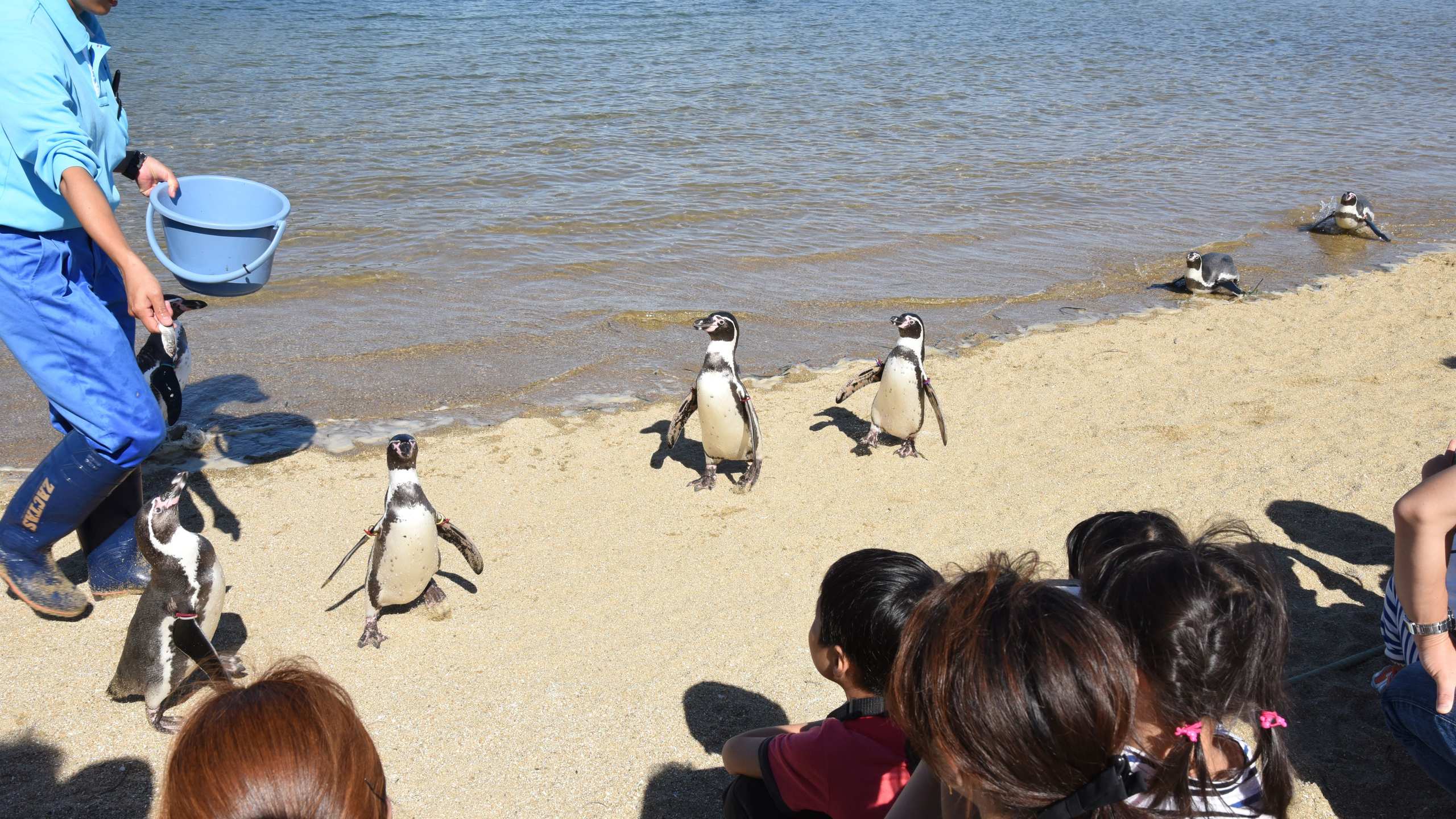 長崎ペンギン水族館（ふれあいペンギンビーチ）【画像提供：（一社）長崎県観光連盟】