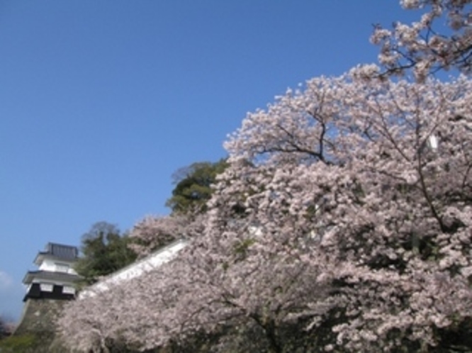 さくら名所100選“大村公園”5月中旬には、30万本の花菖蒲が公園内を埋め尽くし西日本一を誇る大菖蒲