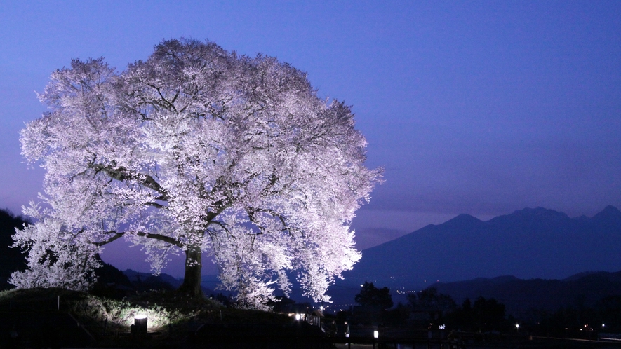 *【わに塚の桜】夜はライトアップされ、昼とはまた違った幻想的な雰囲気