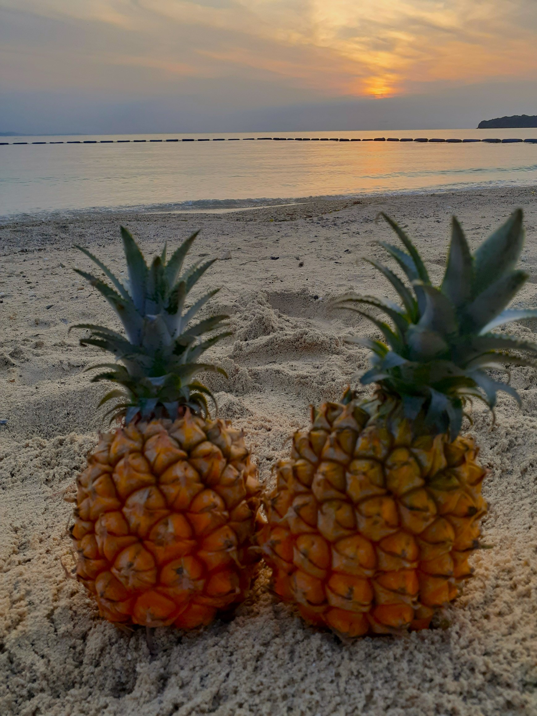 パイナップルと夕景