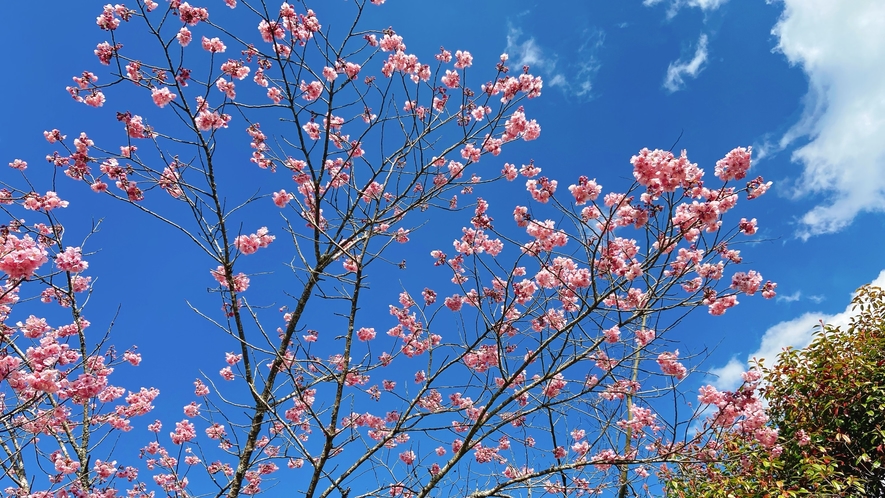 【春】玄関先の桜