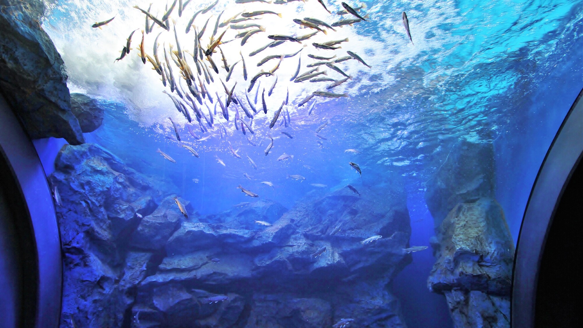 【車で約45分】日本初の凍る水槽や滝つぼ水槽が見どころ「北の大地の水族館」