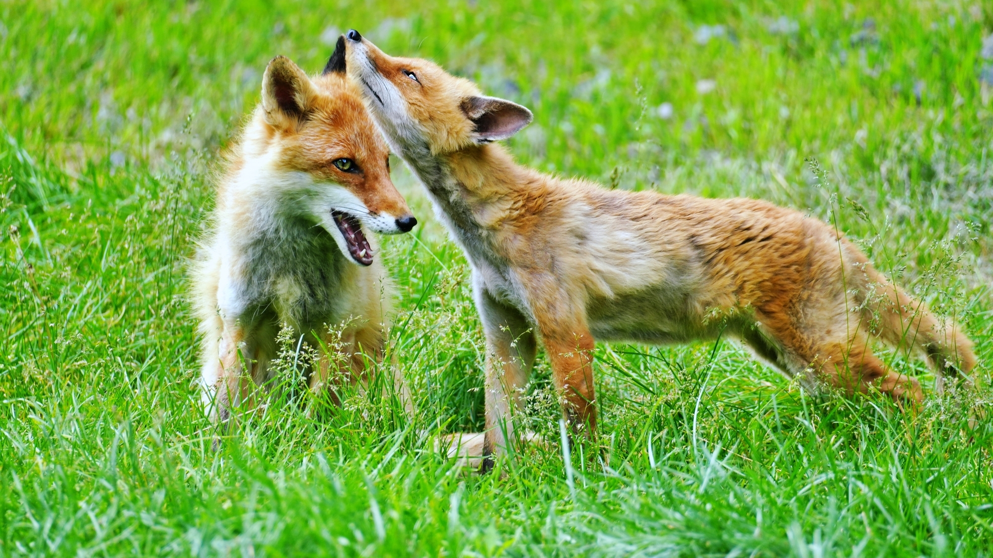 【車で約45分】約60頭のキタキツネと触れ合える珍しい牧場「北きつね牧場」