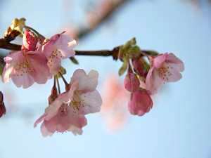 河津桜は２月中旬頃が見ごろ