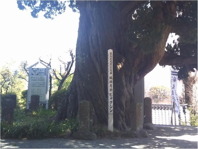 成願寺　ビャクシン　文部省指定天然記念物で樹齢約800年！！
