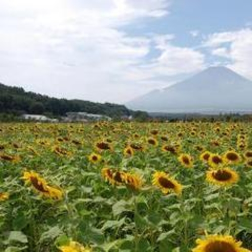 ≪山中湖周辺≫花の都公園〜ひまわり