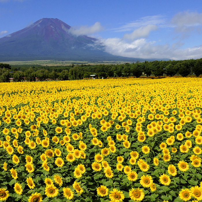 夏の山中湖・富士山とひまわり