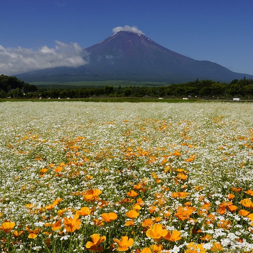 山中湖　富士山とカスミソウとポピー