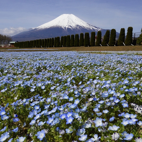 富士山とネモフィラ