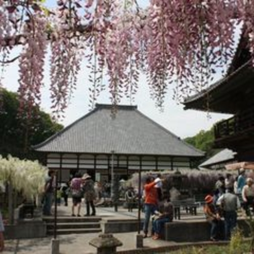 樹齢約650年「骨波田の藤」②