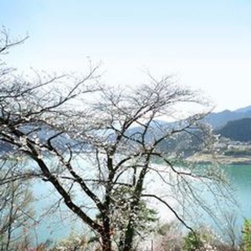 神流湖と桜