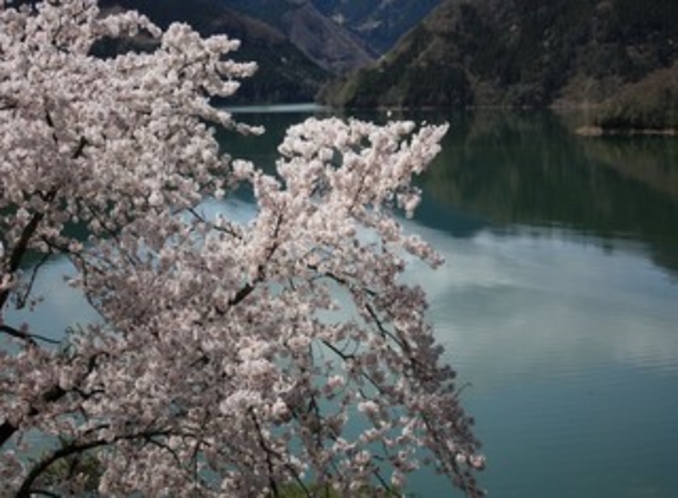 深山から見た桜