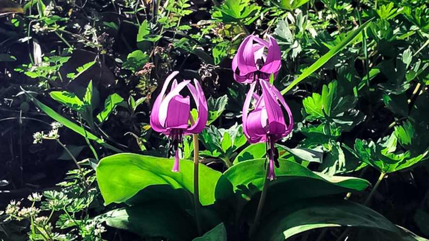 ・＜観光＞春の山を彩るカタクリの花が美しい『カタクリの里』