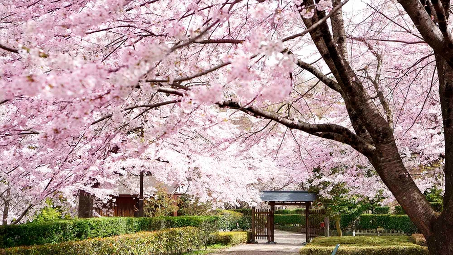 ・＜観光＞桜の名所『城峯公園』へは当庵より車で約5分