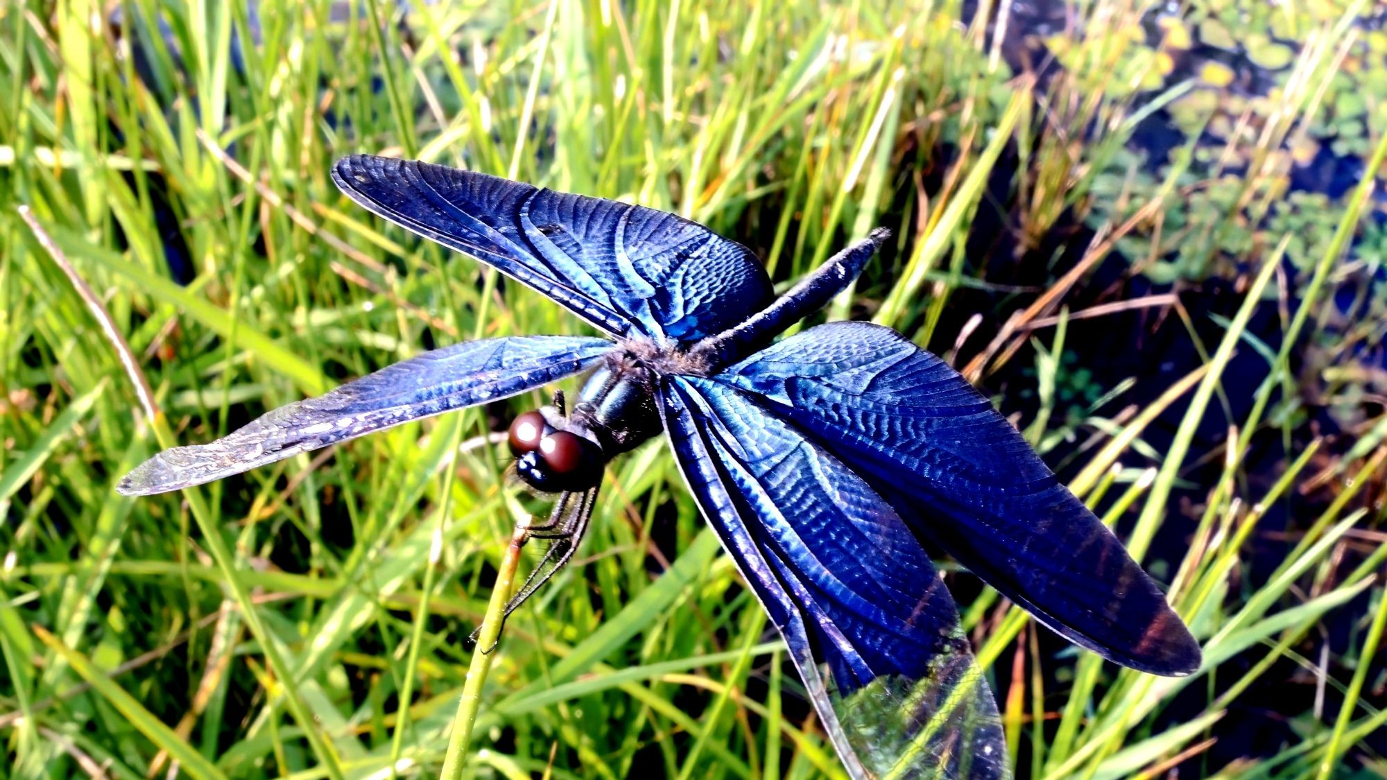 トンボ自然公園