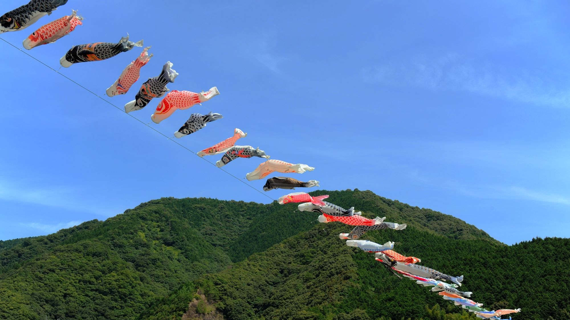 鯉のぼりの川渡し