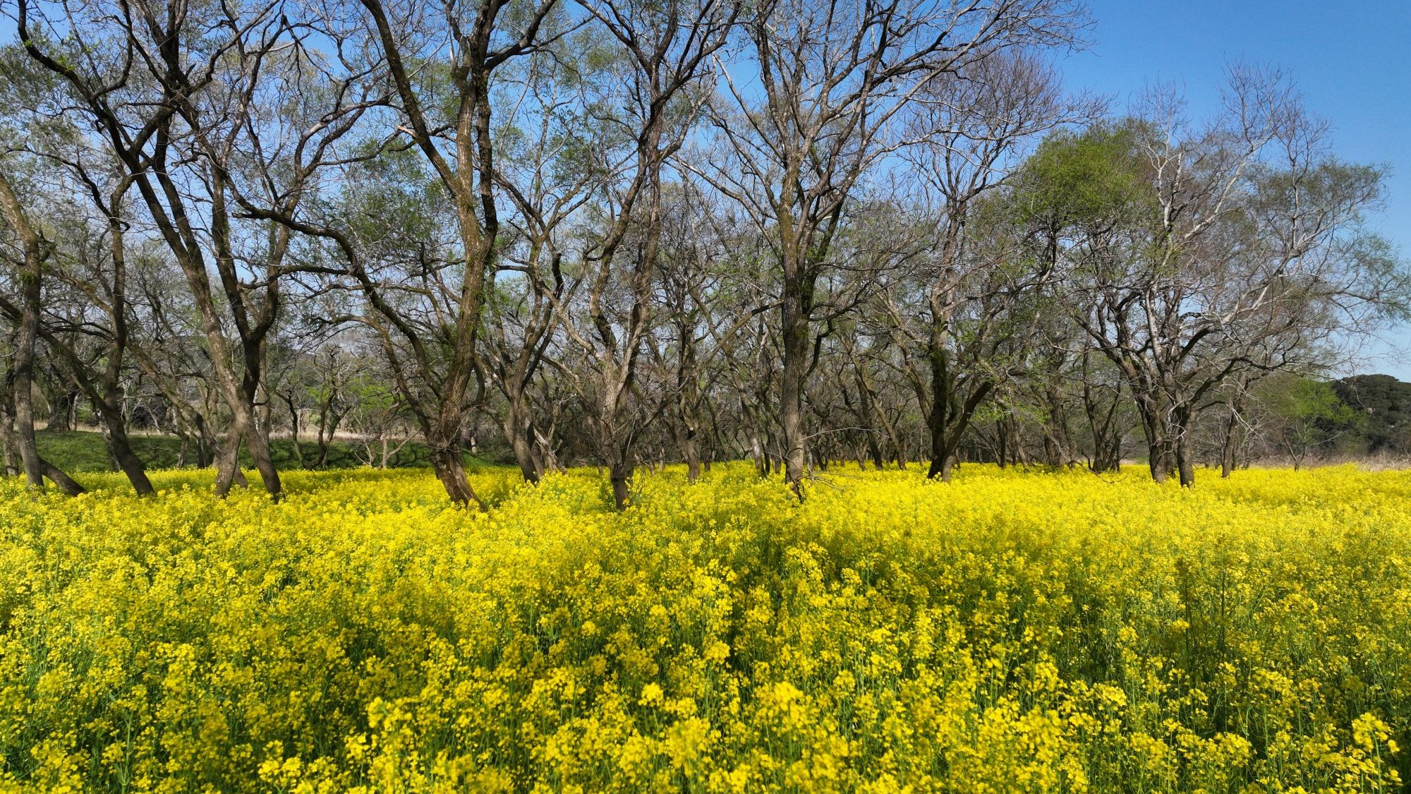 四万十川菜の花の森