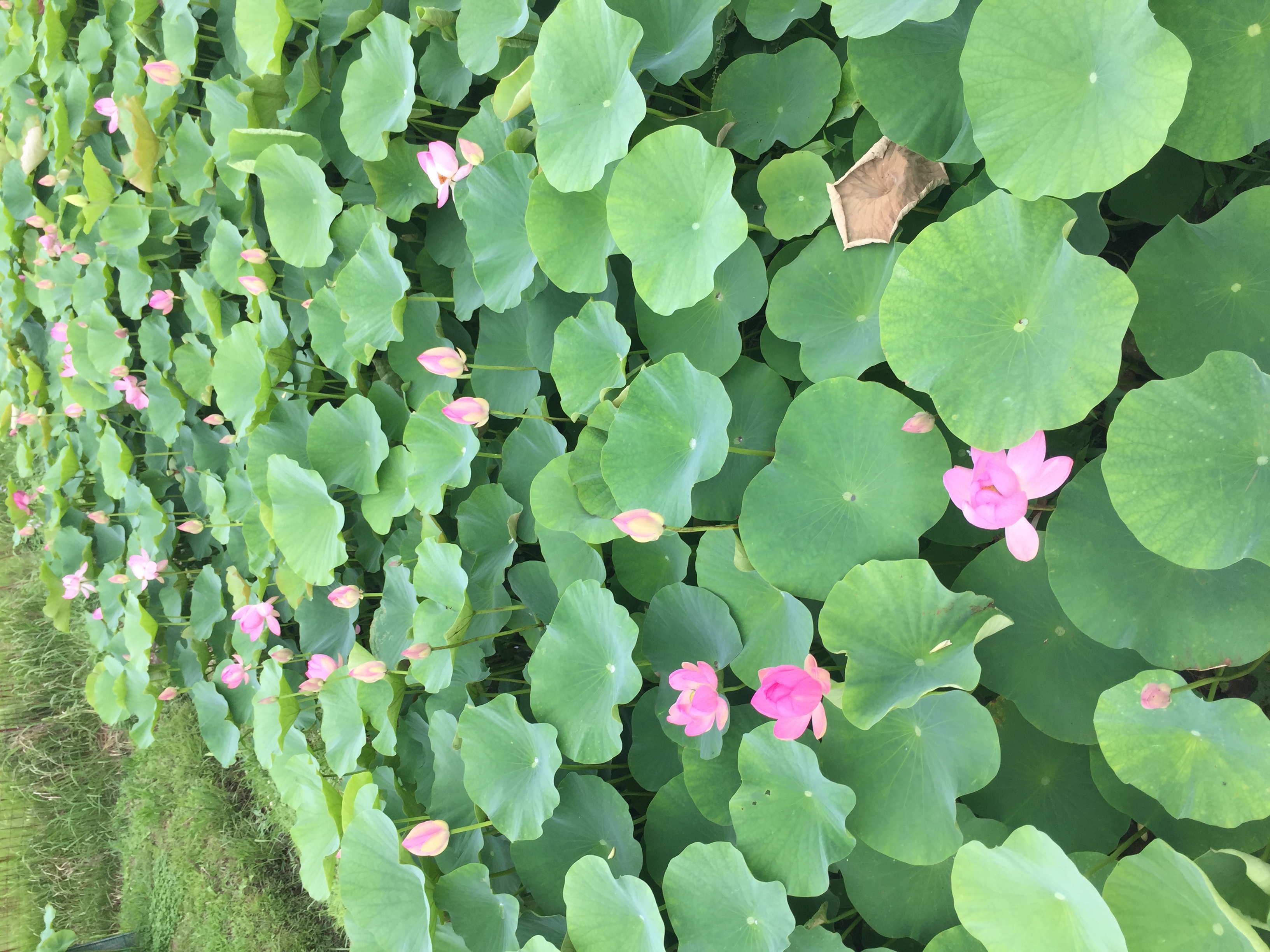 ボンダイから車で15分の蓮畑