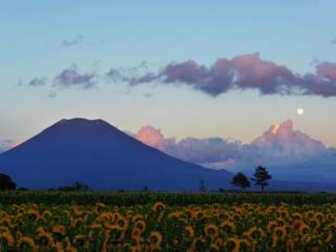 季節：ひまわり畑と夕暮れ時の羊蹄山