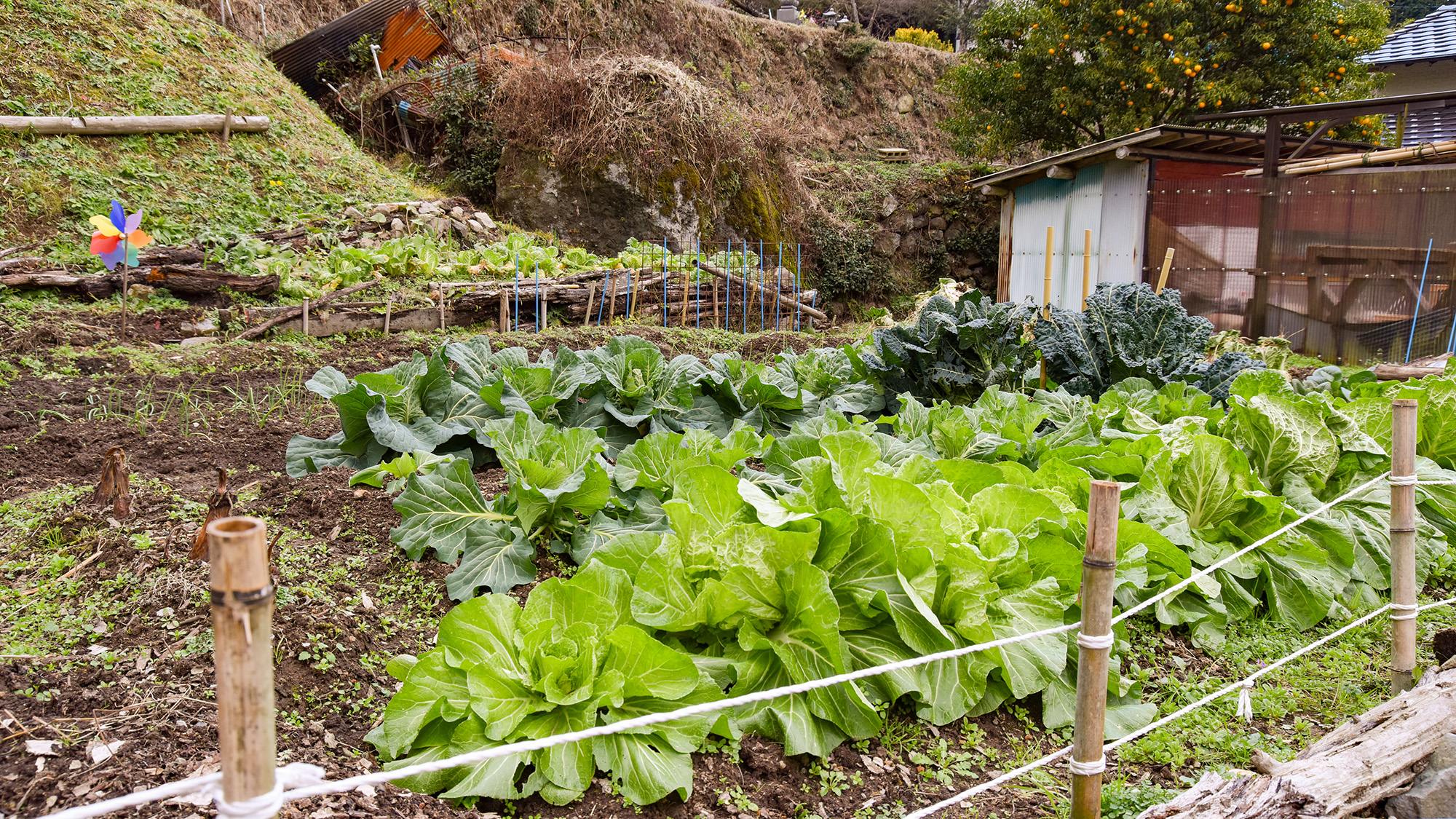 *【自家菜園】自家菜園にてお野菜栽培中！