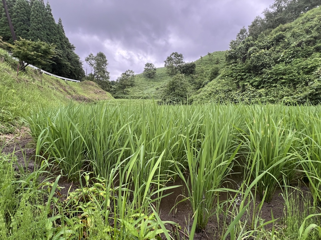 【1泊朝食付】朝は、炊きたての「あきげしき」から。