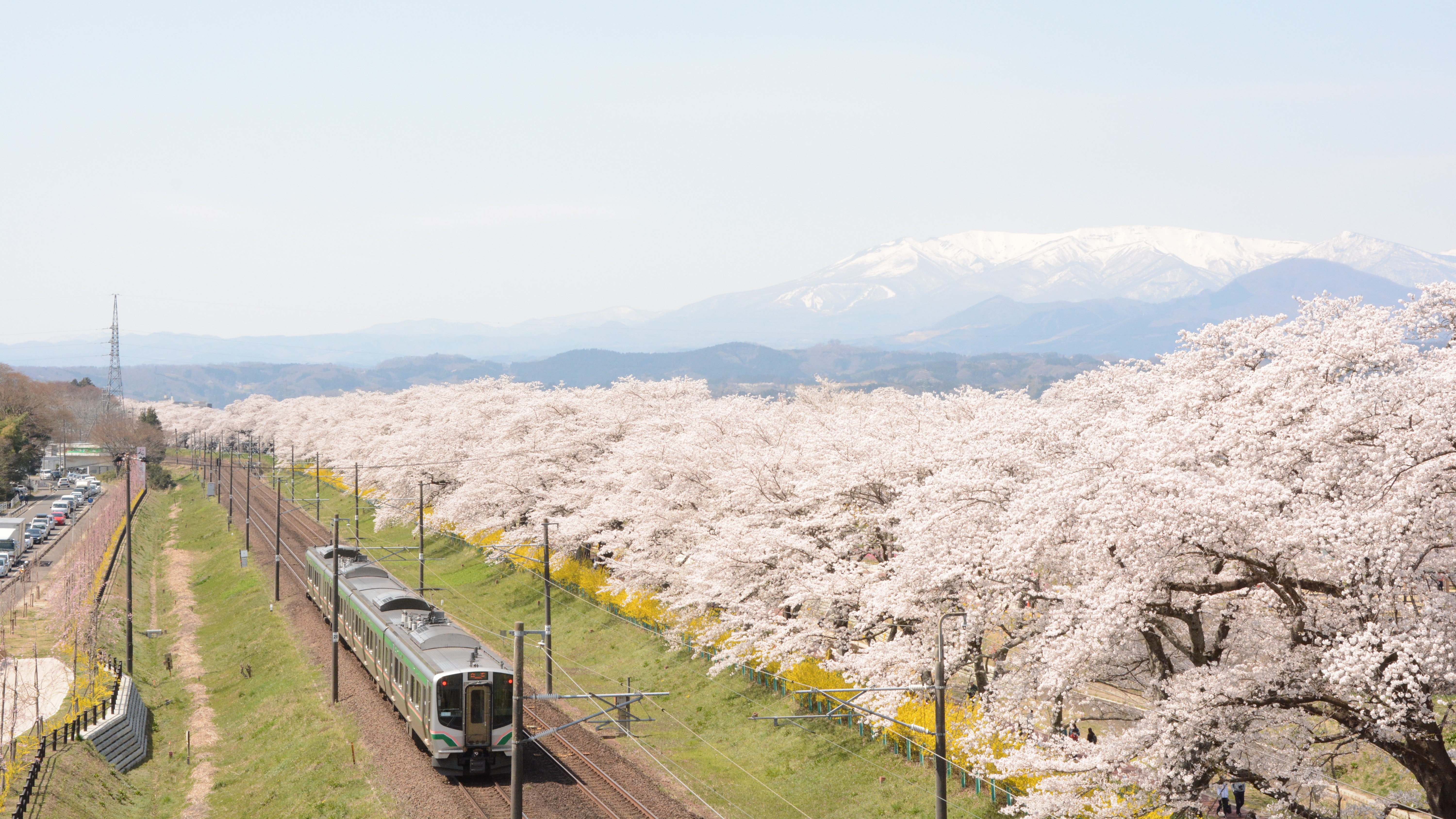 【宮城観光】蔵王・白石川と桜並木　仙台駅から電車で35分　写真提供：宮城県観光戦略課