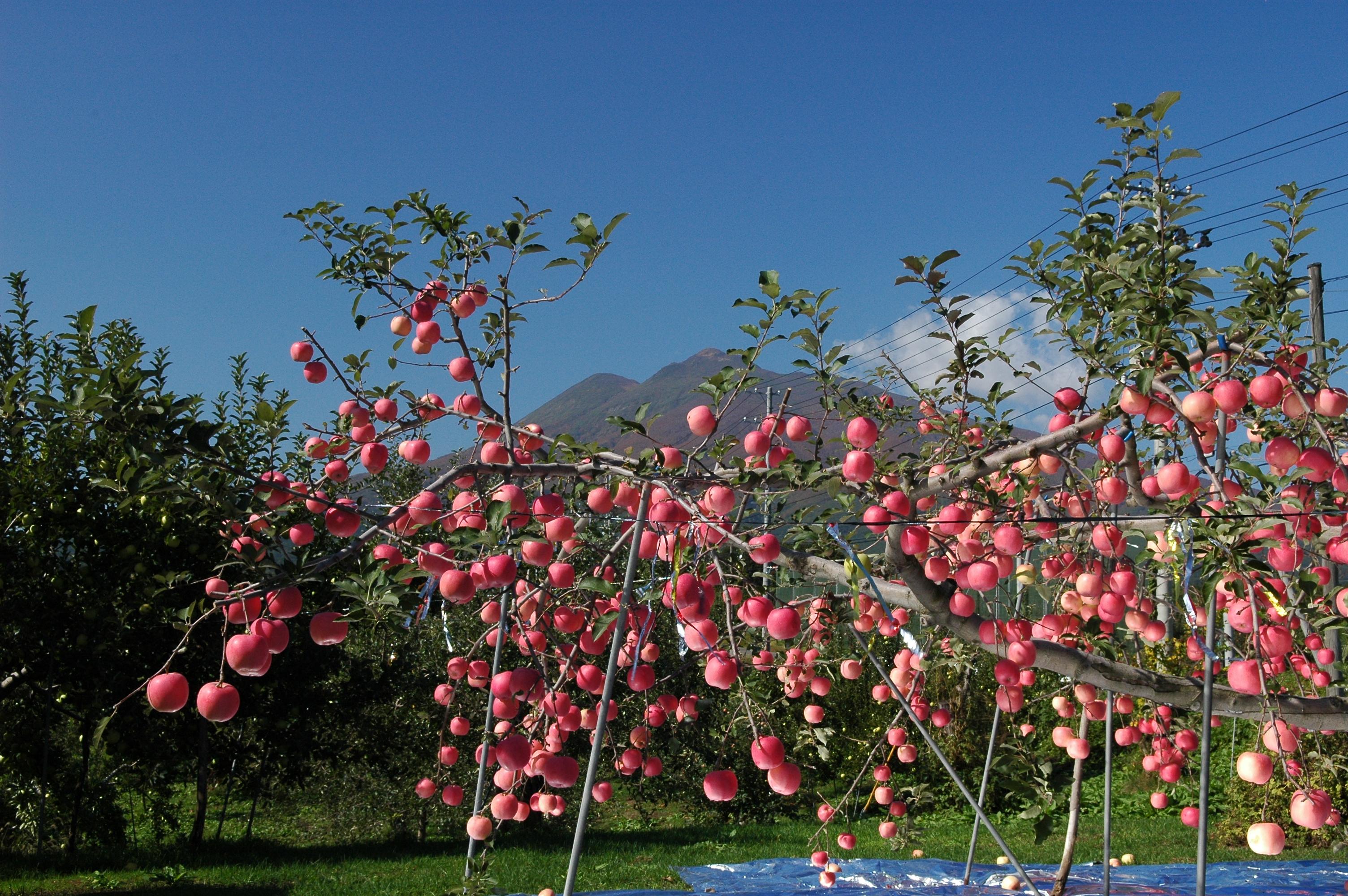 りんごの木と岩木山③