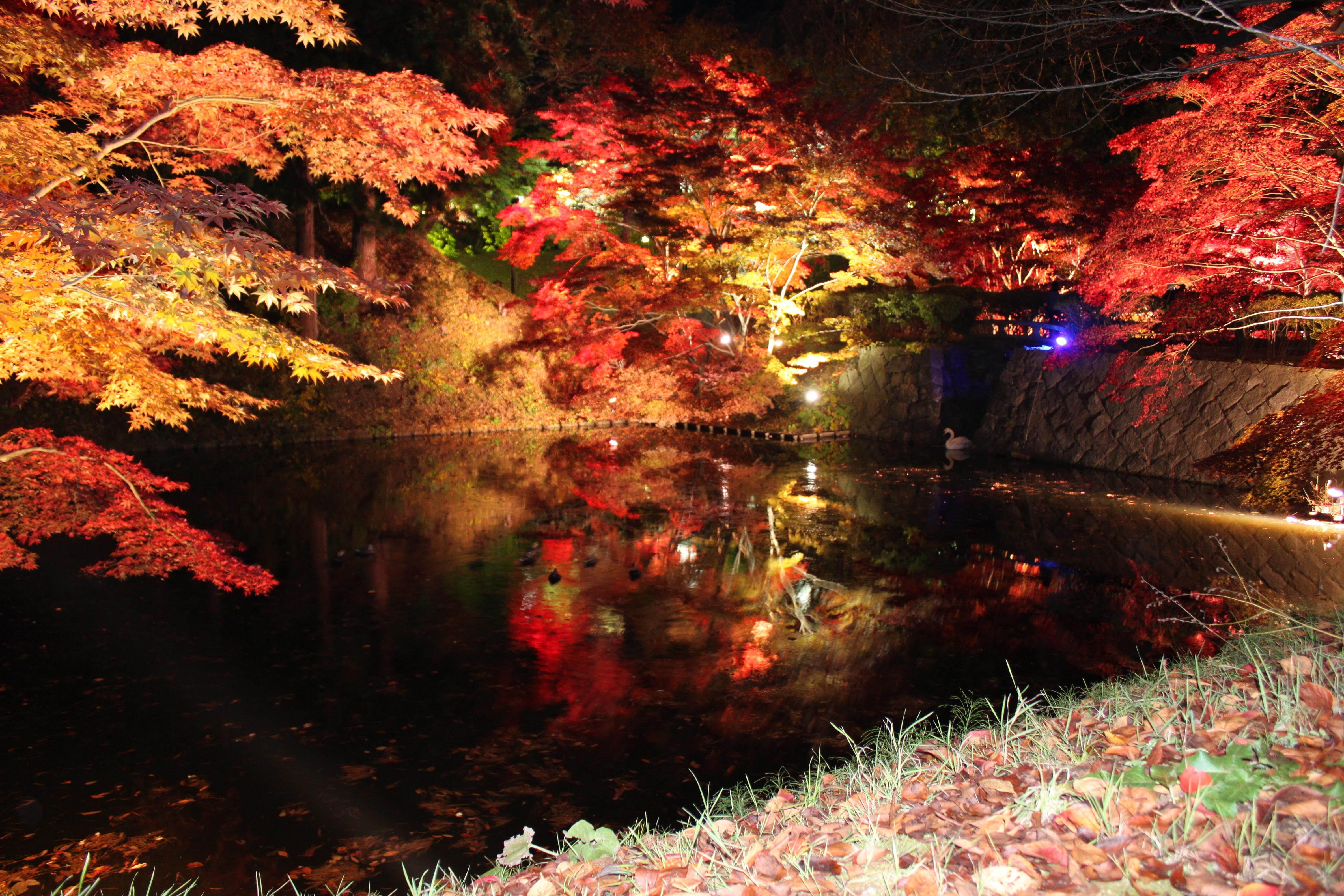 紅葉ライトアップ