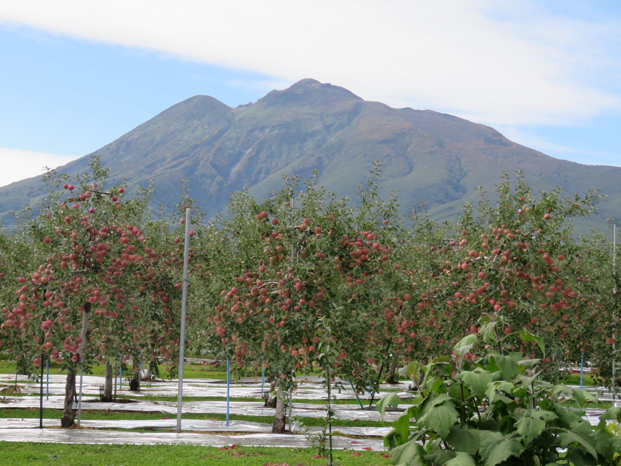 りんごの木と岩木山②
