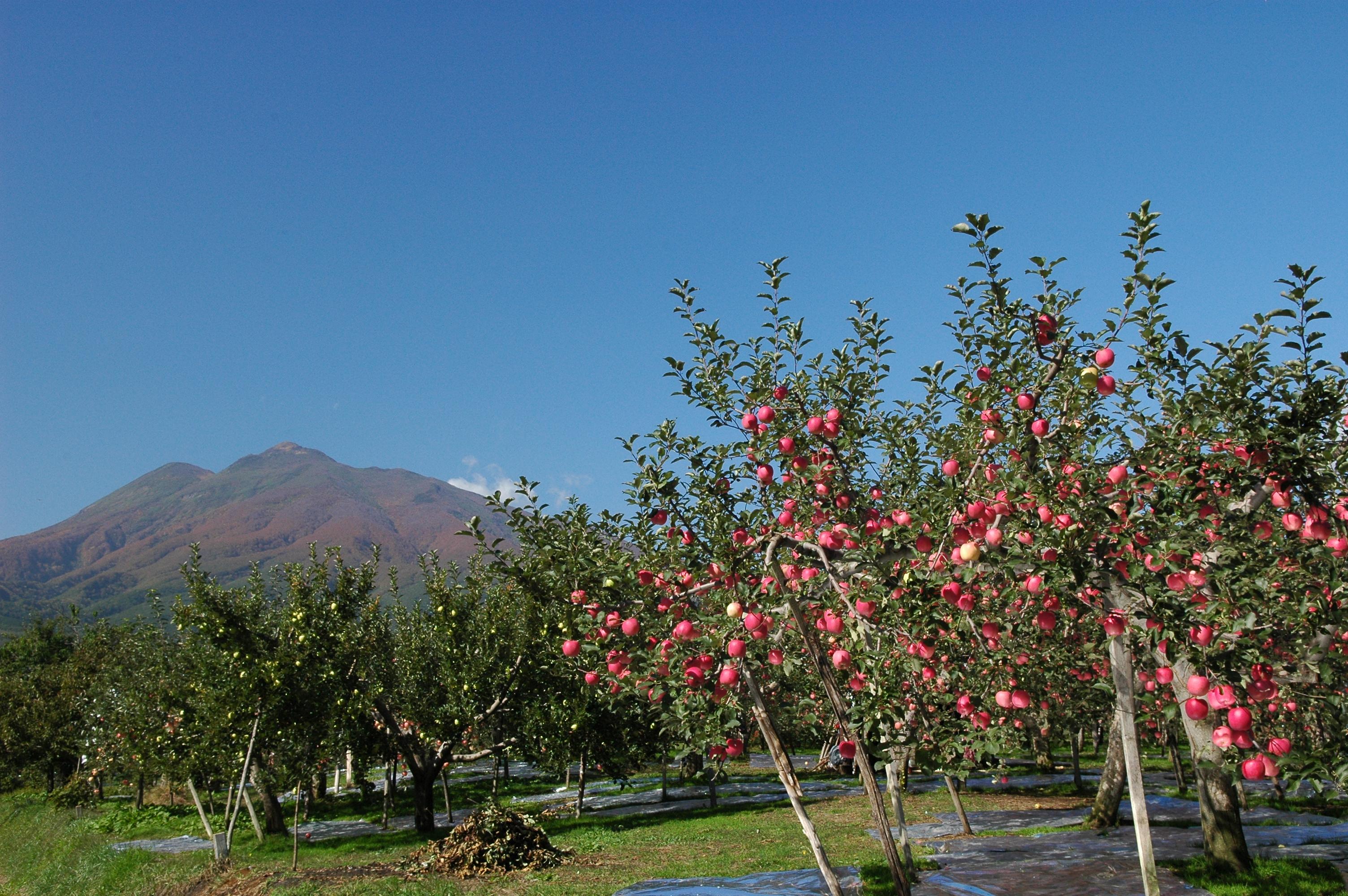岩木山とりんご①