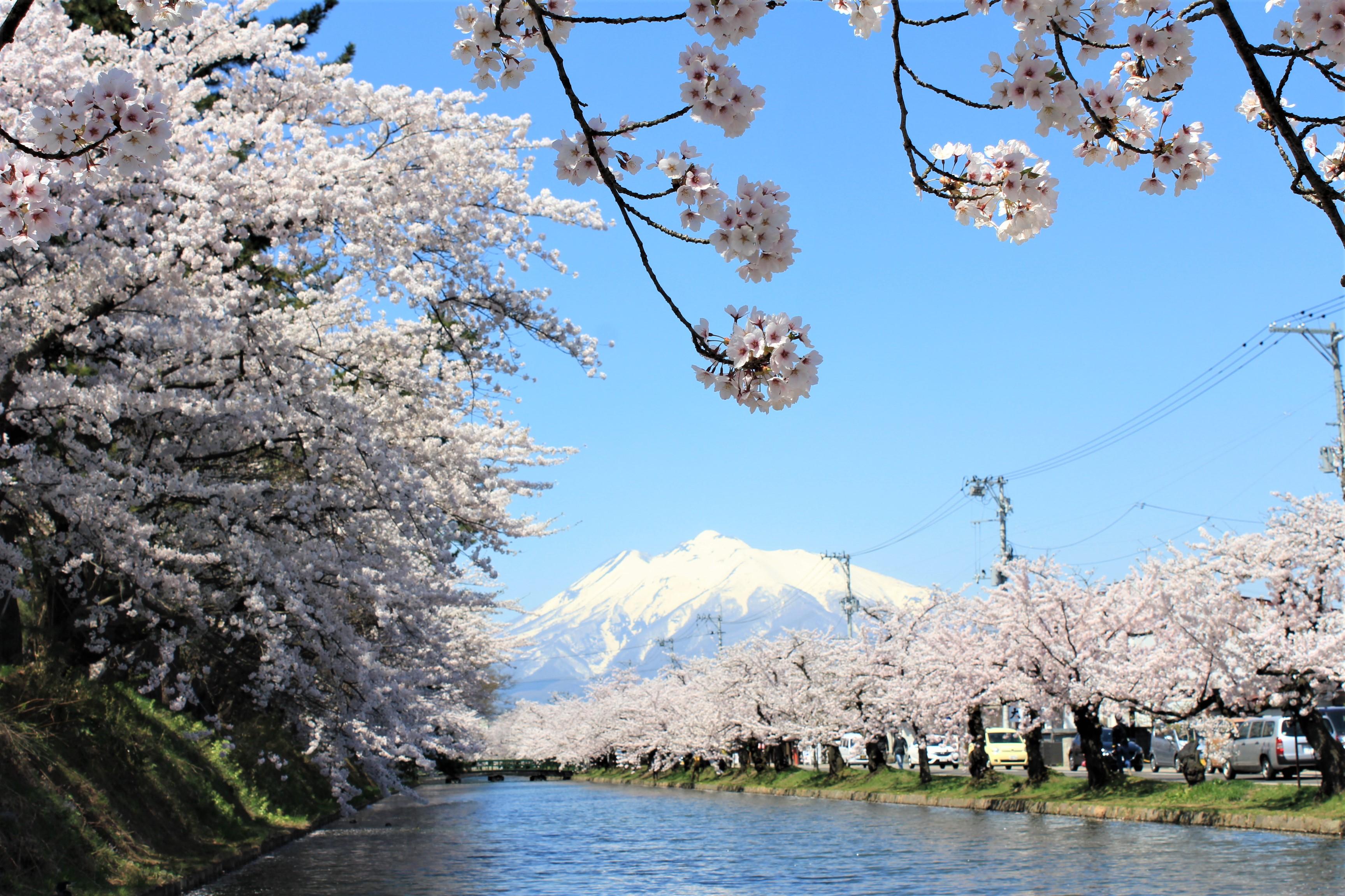 岩木山と桜
