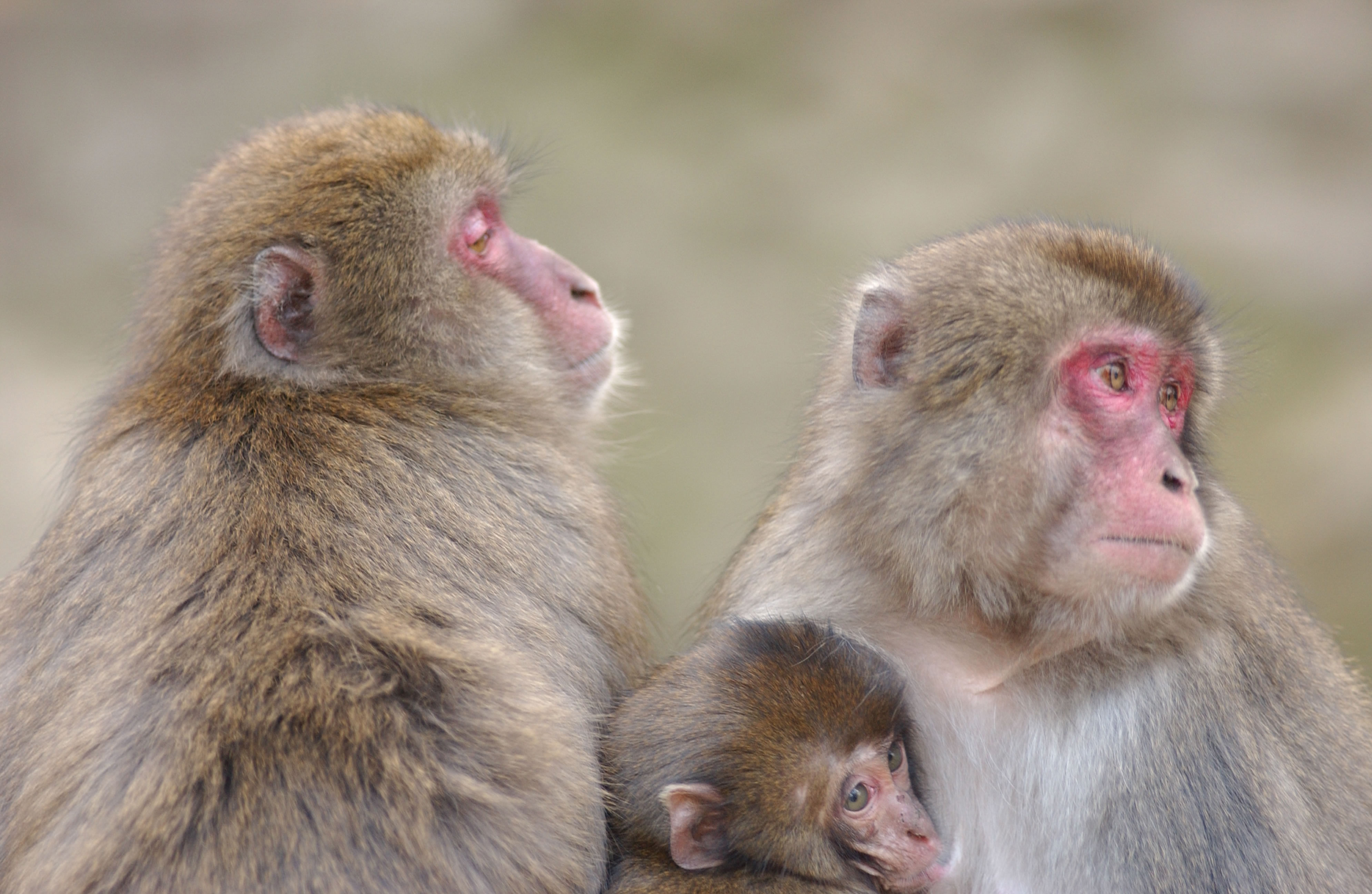 高崎山動物自然公園
