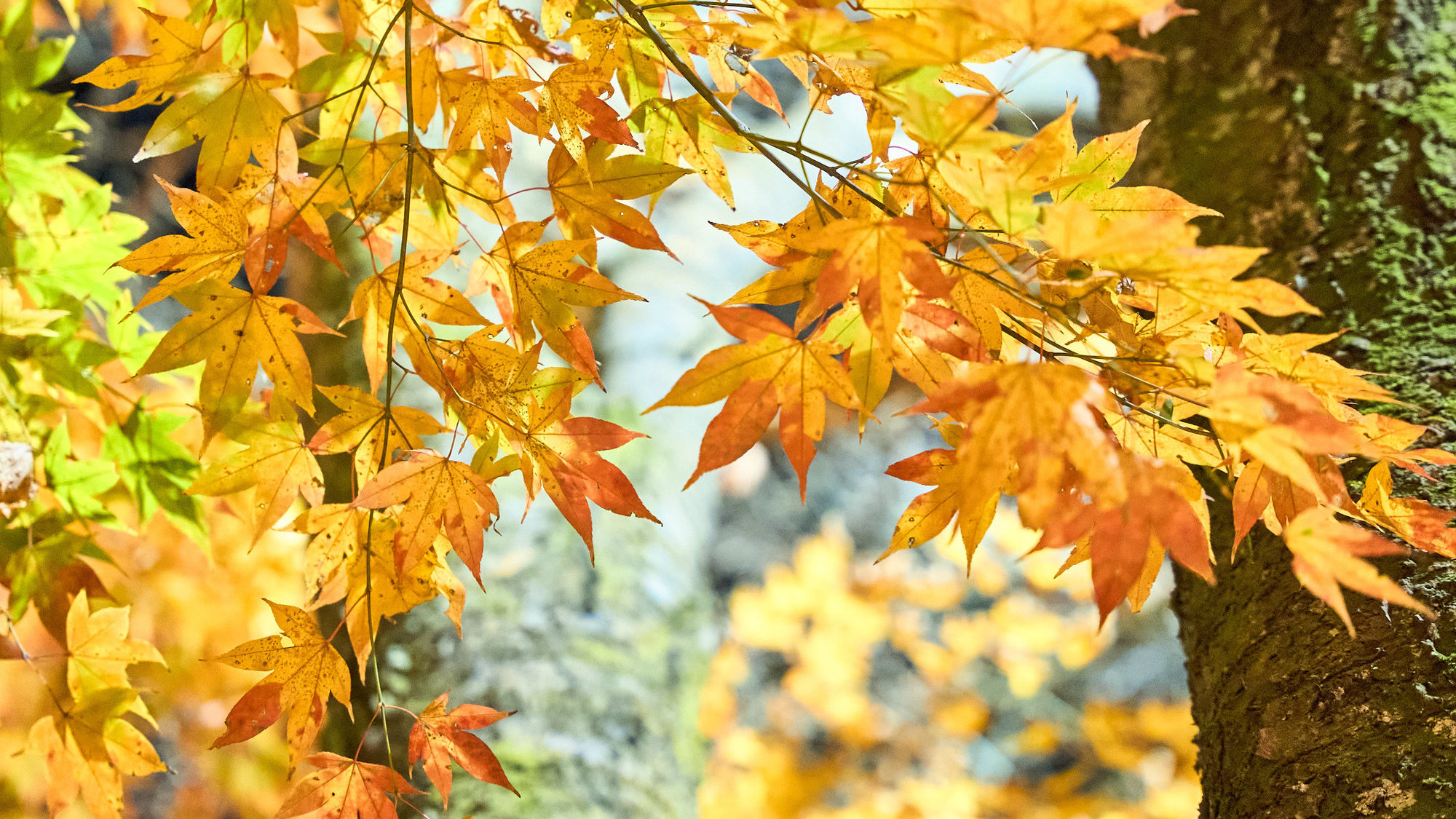 ウッドデッキテラスからの眺め