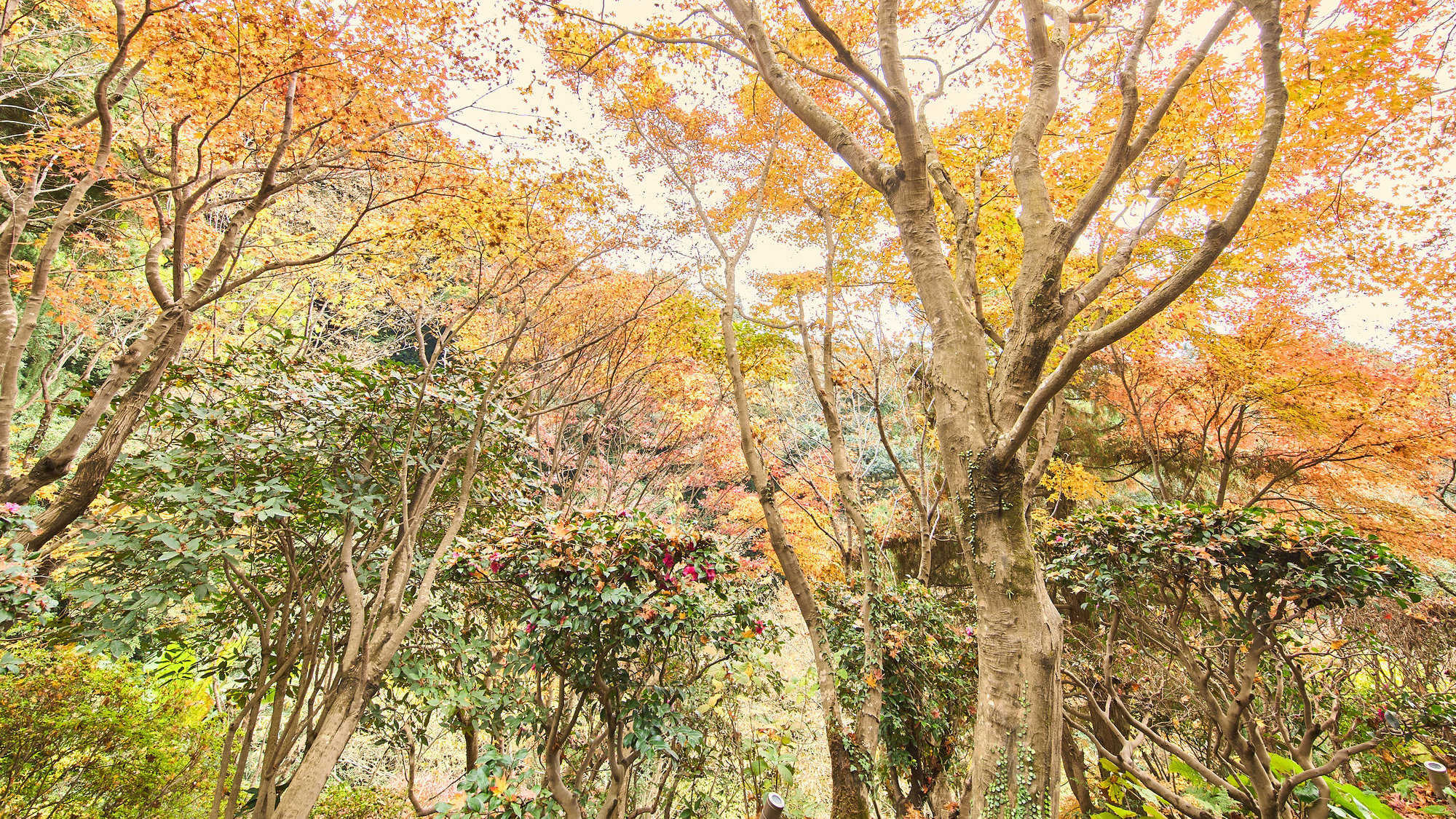 ウッドデッキテラスからの眺め