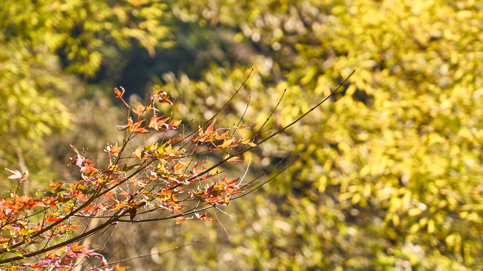 大浴場（露天風呂）からの眺め