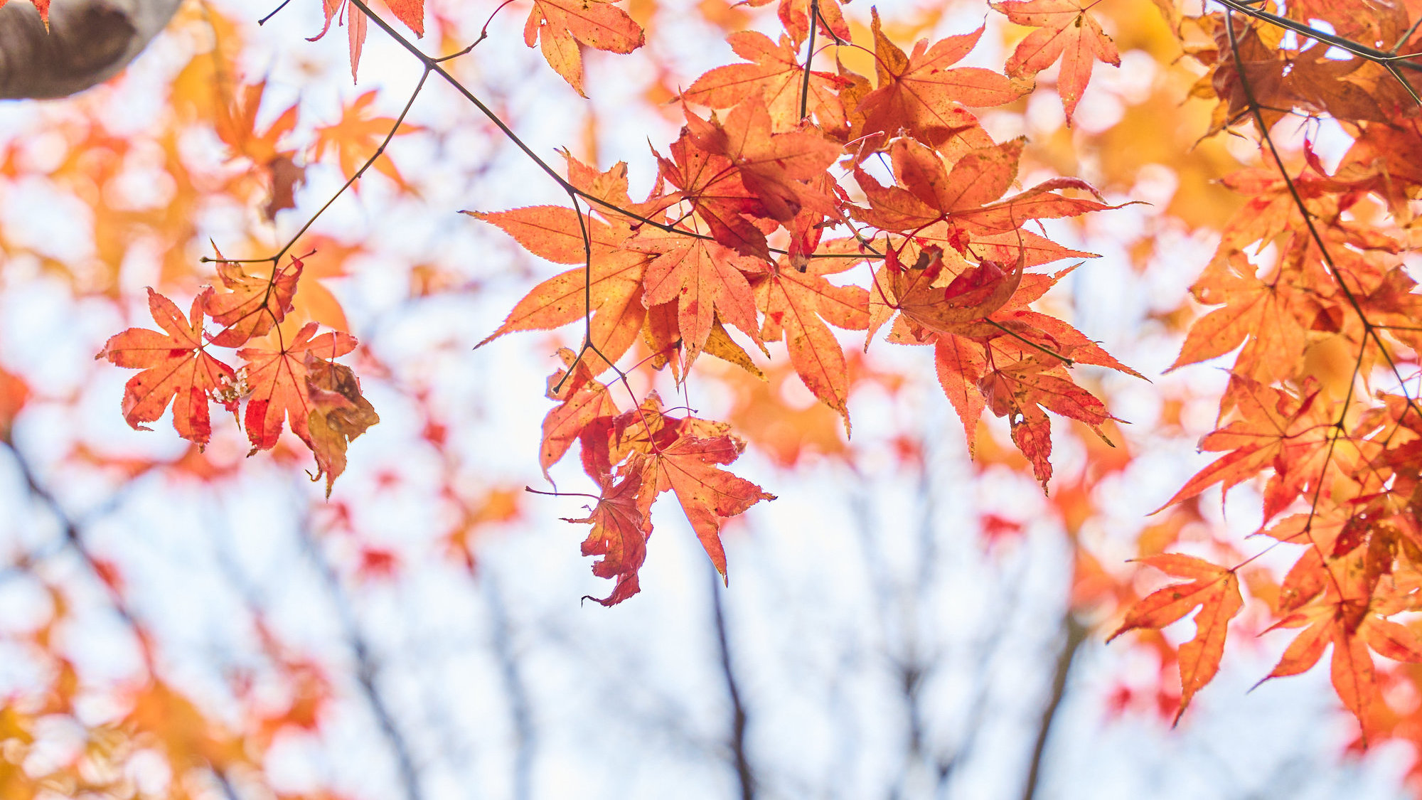 ウッドデッキテラスからの眺め