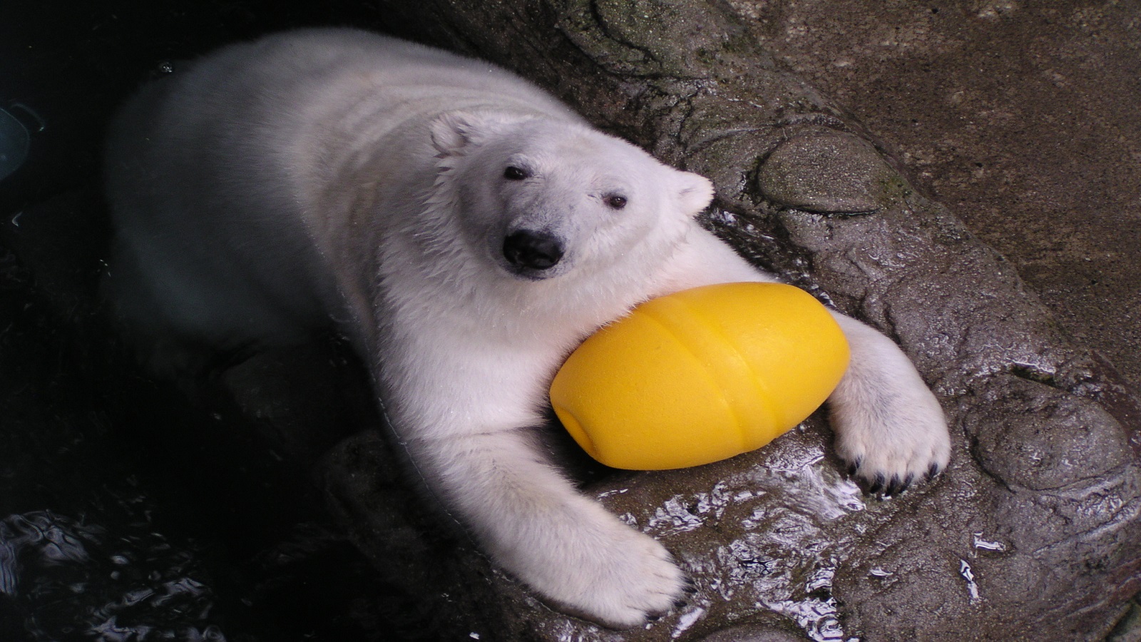 動物園①