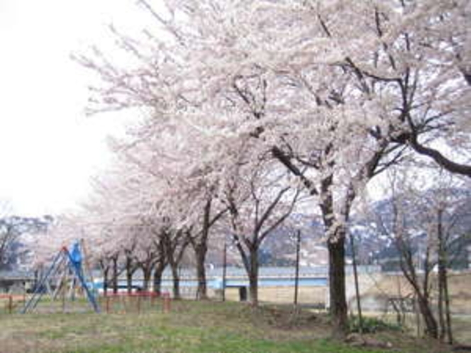 すぐそばの公園の桜