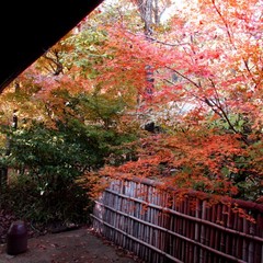 【庭・秋の紅葉】