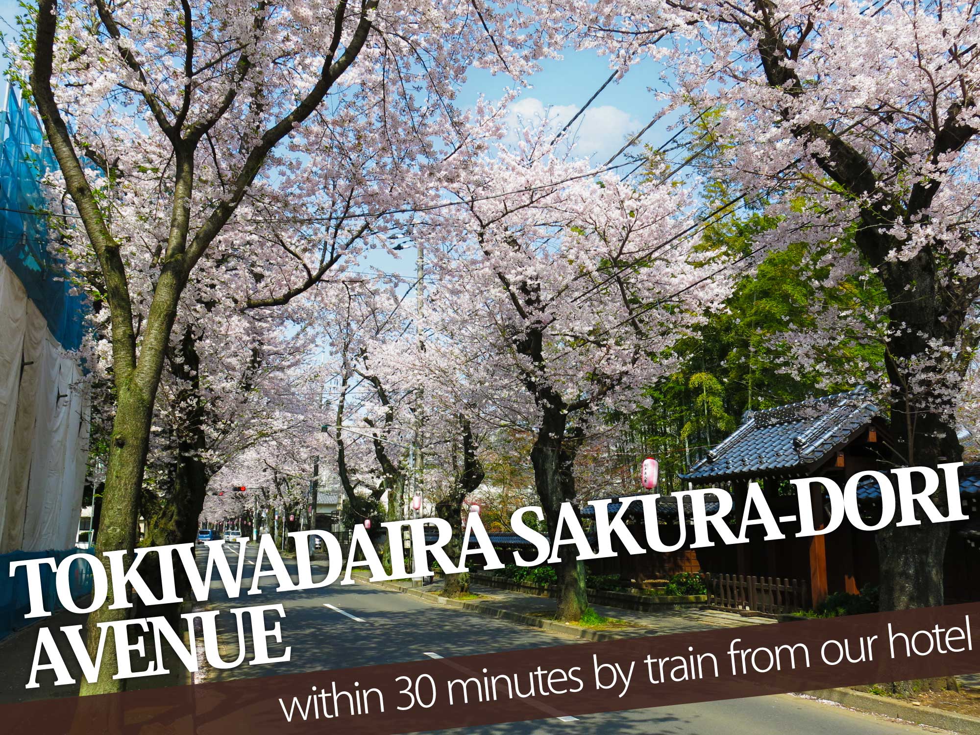 Tokiwadaira Sakura-Dori Avenue（常盤平さくら通り）