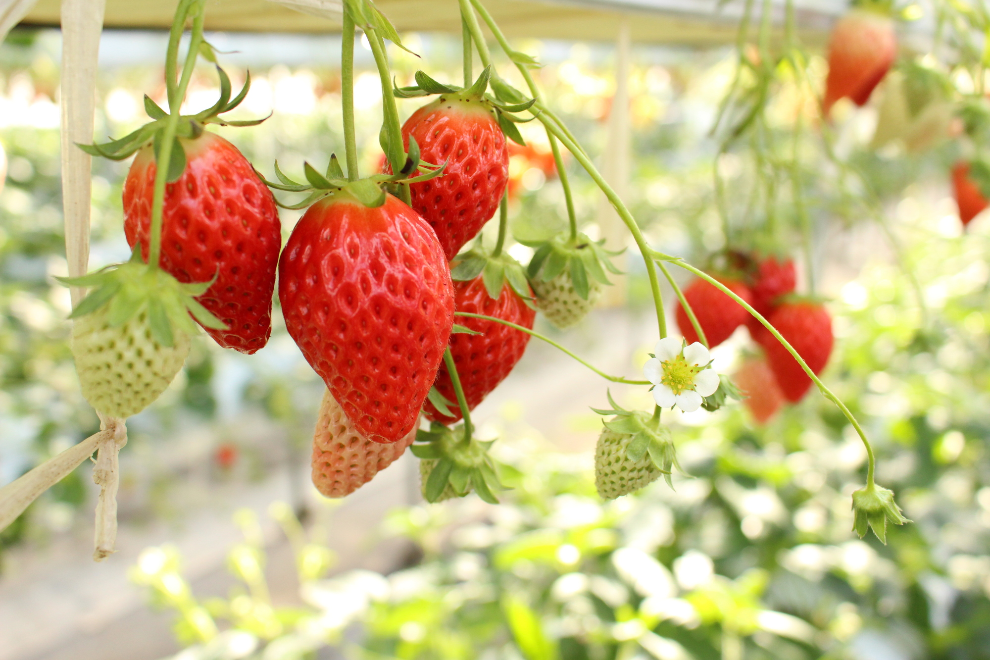 【当館から車で15分】いちごの里　栃木県名産のいちご狩りや、いちごを使ったスイーツを楽しめる農園