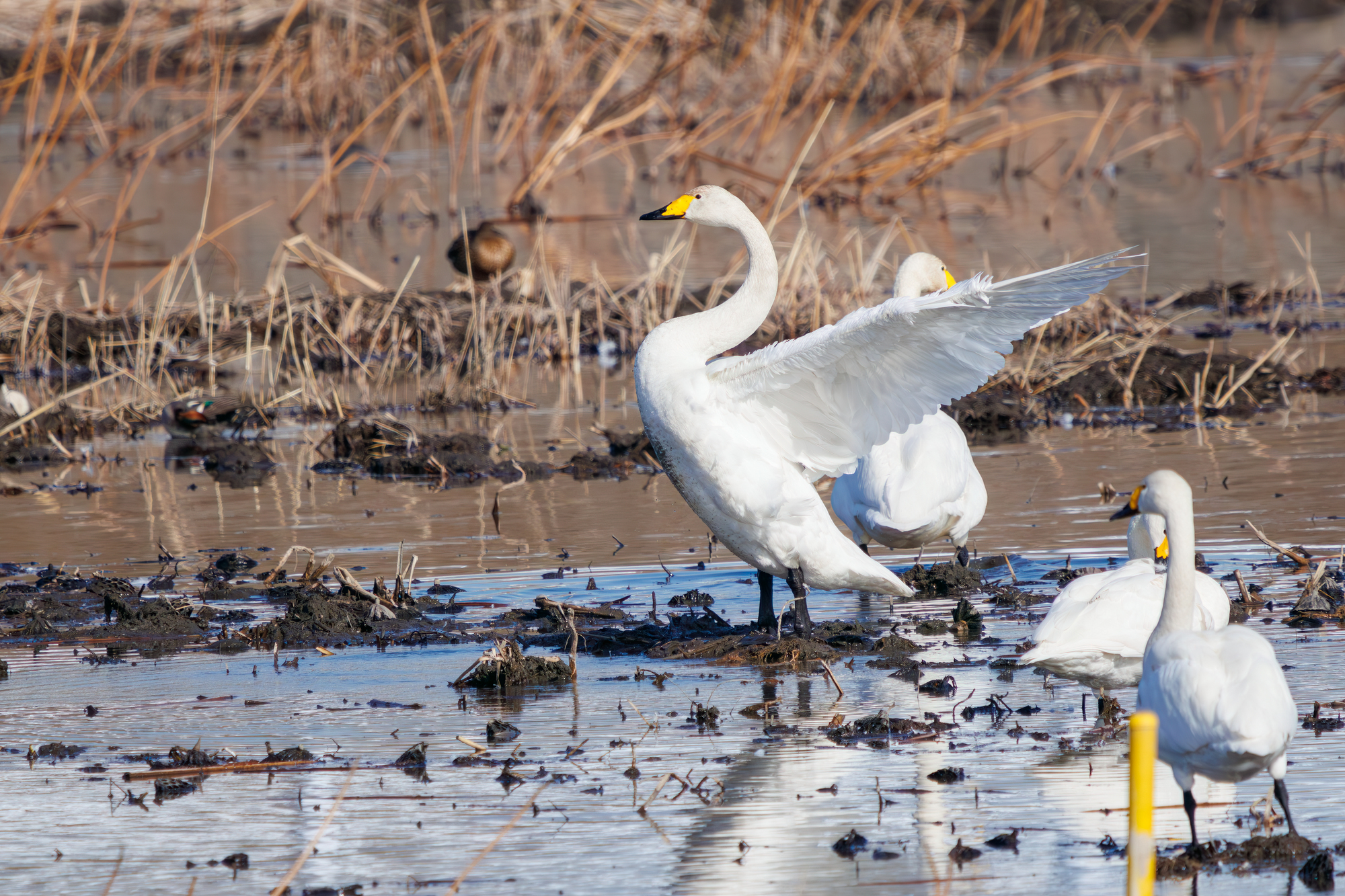 【当館から車で20分】渡良瀬遊水地　広大な湿地で、バードウォッチングや自然観察が楽しめる
