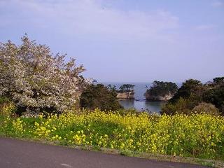 菜の花と山桜