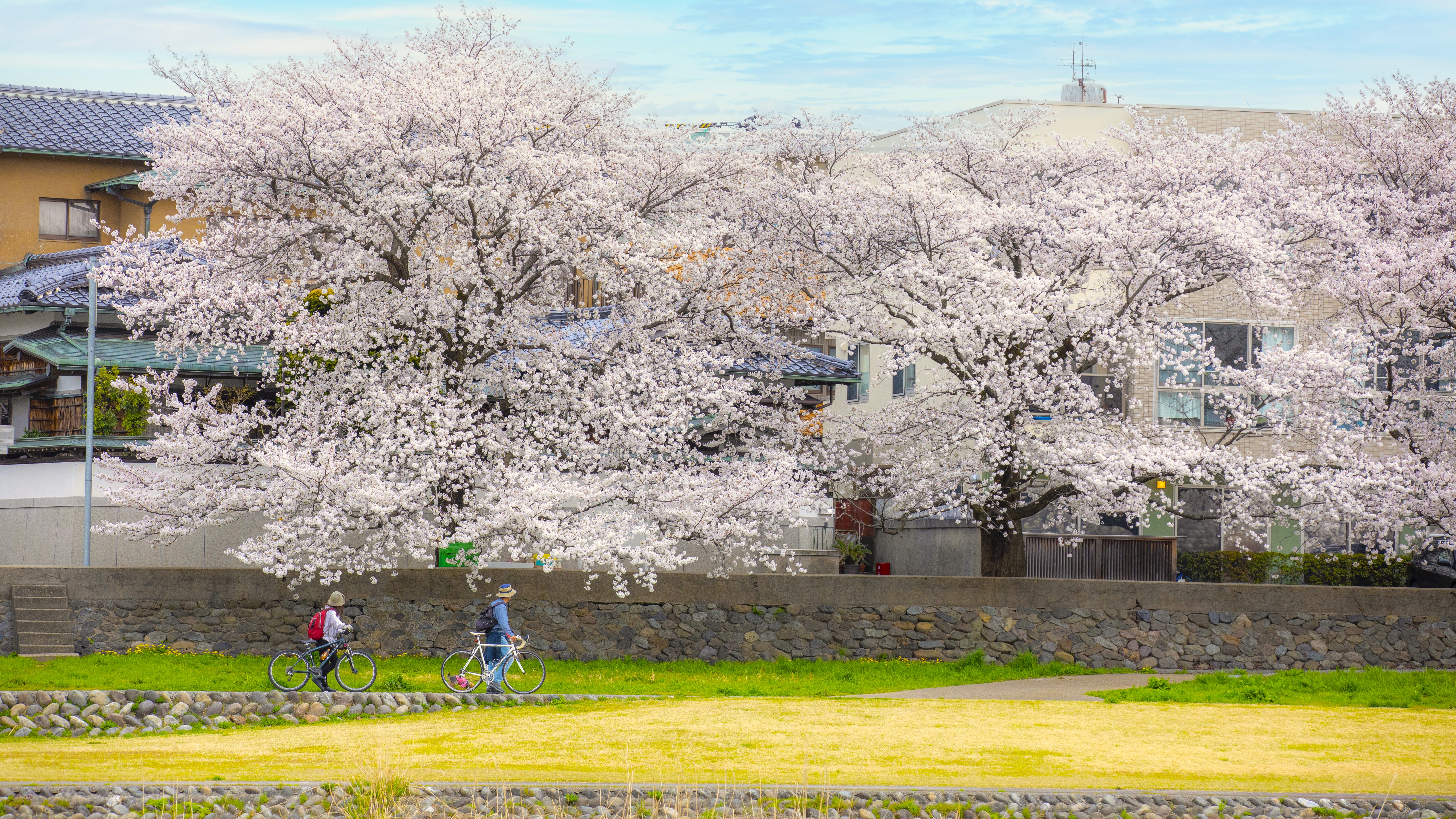 【当館からの風景】金沢の中心を流れる犀川のほとりに佇む旅館。春は満開の桜と犀川を愛でる。